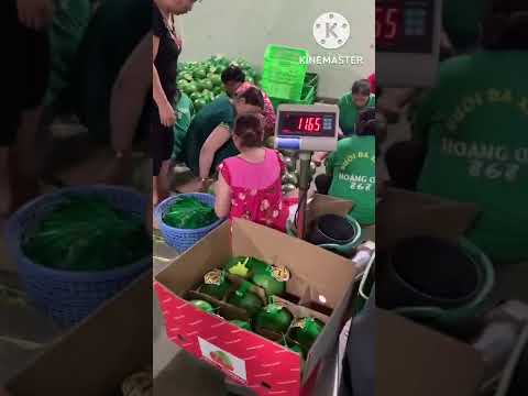 HOÀNG QUÍ 868 HÀNG XUẤT KHẨU CHÂU Á VÀ CHÂU ÂU