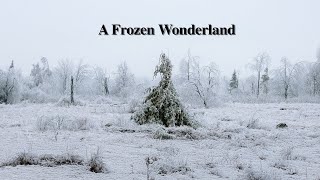 Photographing A Rare Spring Ice Storm