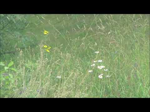 Kari Tapio - Preerian keltaruusu..🎵