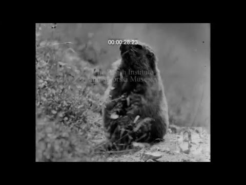 SIK 004 - Marmots and Highlanders