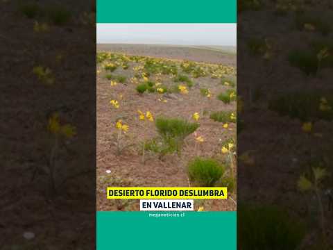 Desierto florido deslumbra en Vallenar
