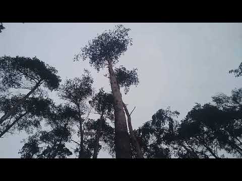 Jak ściąć drzewo? | Ścinanie Sosny