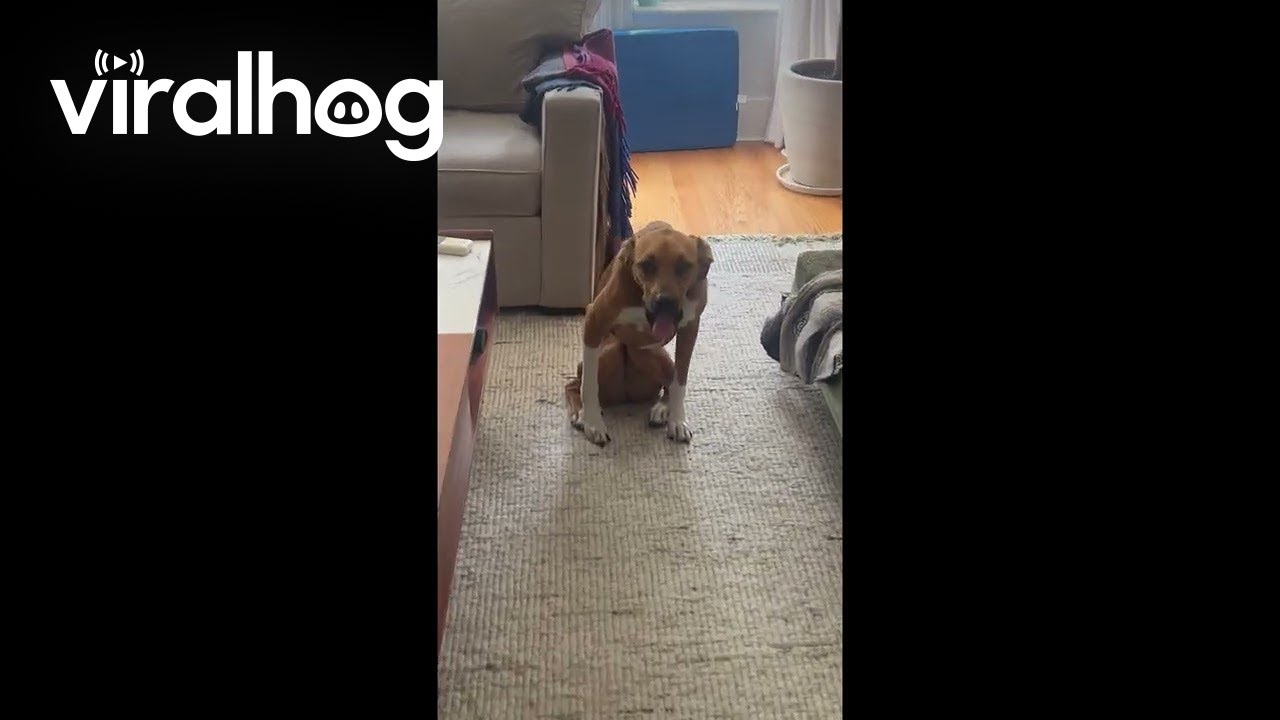 Anxious Dog Sits With Bent Knees || ViralHog