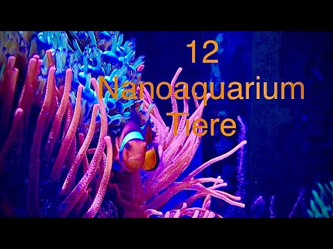 12 Nanoaquarium Tiere für dein Nanoaquarium