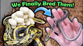 Curious Taiwanese Beauty Snakes Hatching!