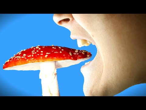 СЪЕСТЬ МУХОМОР - ЧТО БУДЕТ ?