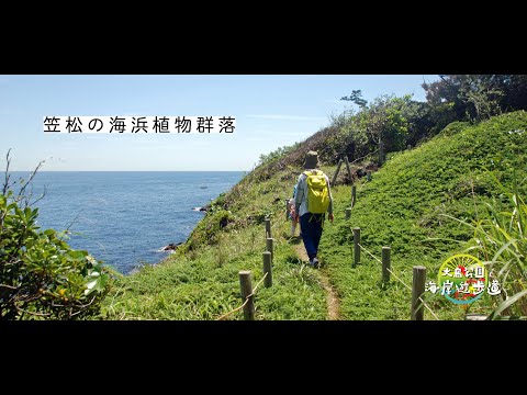 笠松の海浜植物群落（大島公園海岸遊歩道）を歩く