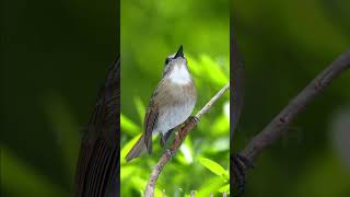 Download lagu SUARA SRDC DI ALAM LIAR #shorts #short @SRDC mp3