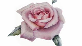Revealing the Secret of Botanical Rose Flower Watercolor Painting