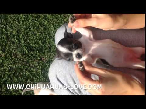 Click to View : La Felicidad de los Dueños de Chihuahuas