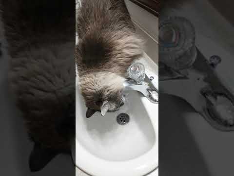 My cat likes to drink water from the faucet.