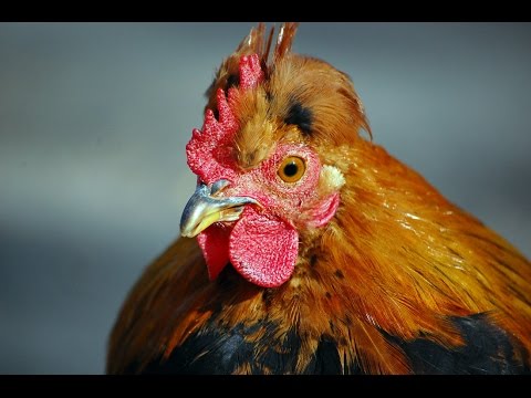 1000 Subscriber Q & A - What age am I?