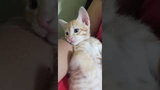 Tiger Cat Cats Videos