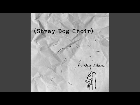 Stray Dog Choir video