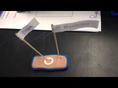 Binary fission movie