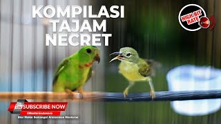 Download lagu 🔴Masteran Kompilasi Necret Tajam Kolibri Manggar Betina Gacor & Serindit Gacor Necret Isian Cililin mp3