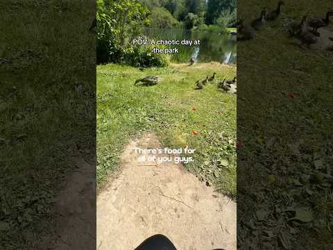 Who knew feeding them would spark a brawl between two duck families? #ducks #dayinmylife