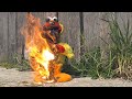 Chicken Dance Elmo S Explosive Finale