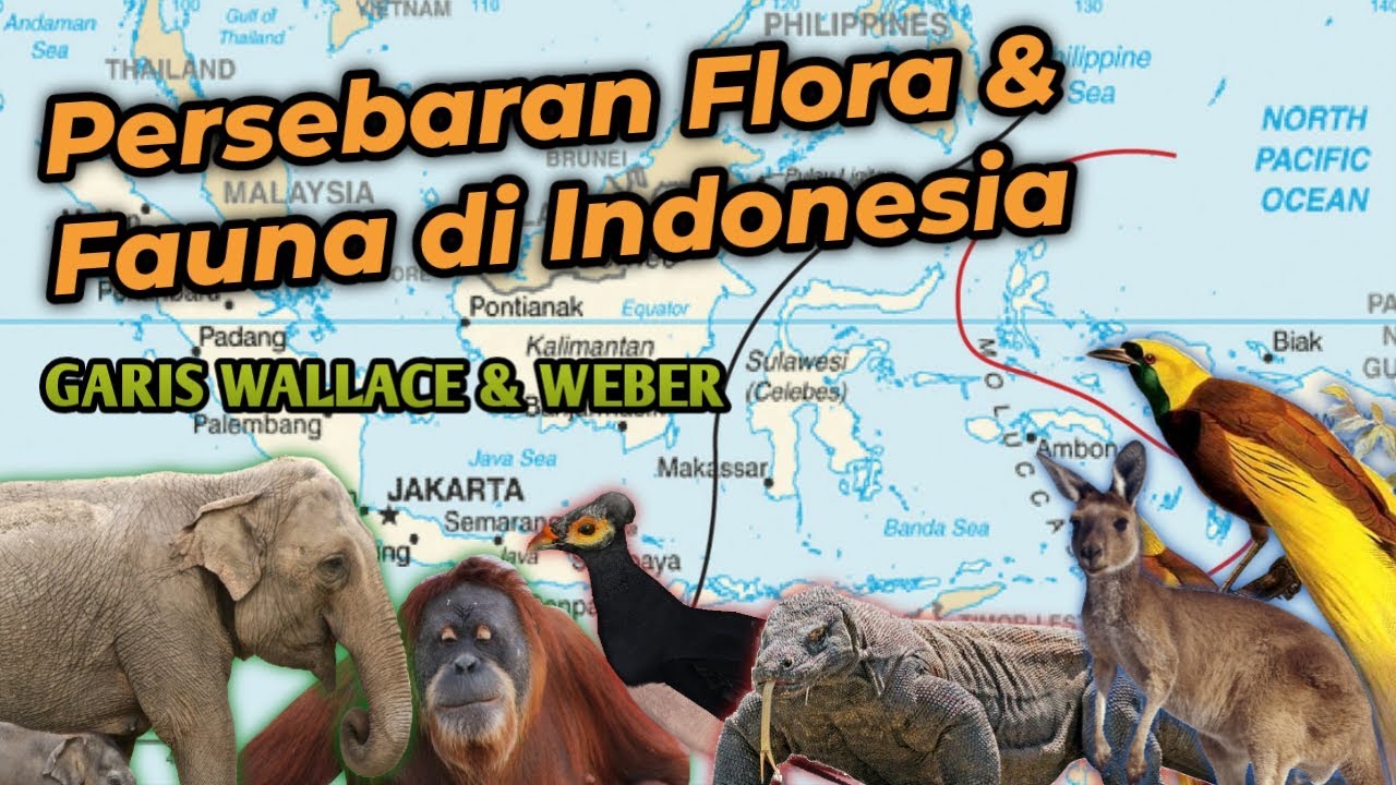 Garis Wallace dan Weber - Persebaran Flora & Fauna di Indonesia | Dunia Biologi