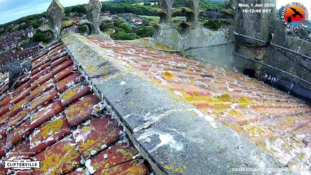 Cromer Peregrines 2026 Live Stream