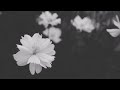 Paro Naj Slowed