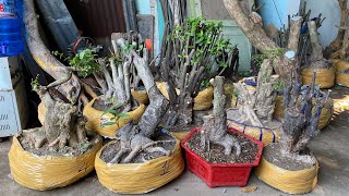 Phôi Trang, Mai Vàng, MCT khủng GL 22/02 LH 0918 864 880 Kiệt