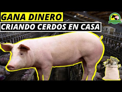 , title : 'Cómo CRIAR Cerdos En CASA [Fácil Y Rápido]'