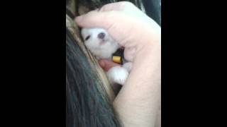 Puppy cries after vaccination