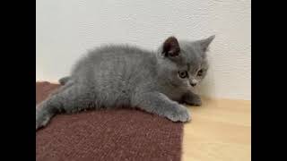 ブリティッシュショートヘアの動画01