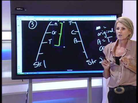 Genetic Factors: The Code of Life | Vibepedia