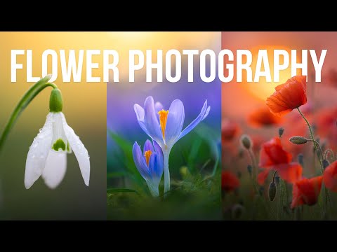 10 TIPPS für die Blumenfotografie