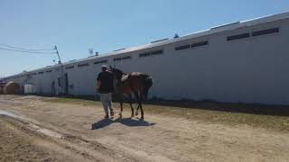 Funky Justice - 4 yr old Thoroughbred mare