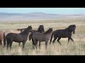 Free Stock Video Wild Horses Mating Amongst Herd