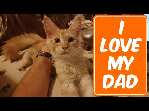 Are Maine Coon kittens affectionate?