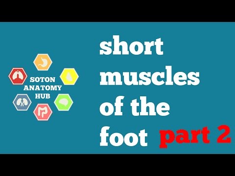 Short muscles of the foot part 2
