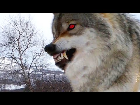 Dead Machines - Run With The Wolves [PSYCHEDELIC METAL MUSIC]