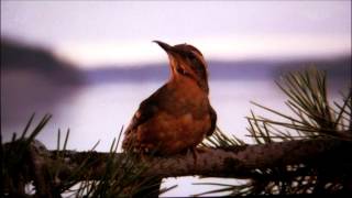 Angelo Badalamenti - Birds In Hell