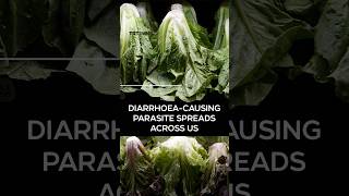 Cyclospora parasite outbreak infects over 18,000 across 45 states, linked to imported Mexican lettuce