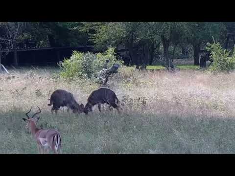 Djuma: Two Nyala bulls sparring with Impalas around - 14:57 - 04/02/2022