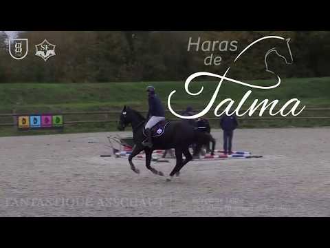 FANTASTIQUE ASSHAUT - Adagio de Talma x Diamant de Semilly