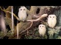 Owl Babies