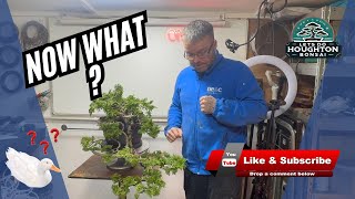 The Art of Bonsai: Styling an Impossible Hinoki Cypress