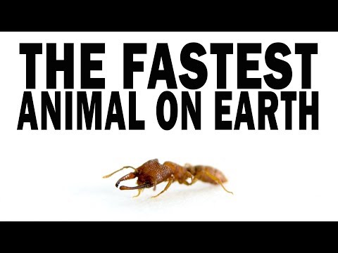 This Tiny Ant Is the Fastest Animal on Earth