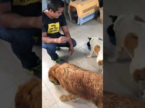 Maryuri VS Daiko , Quien come Más Rápido