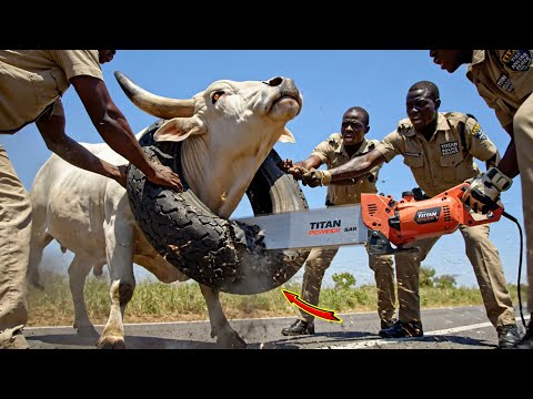 Real Life Rescue Team Saves a Cow Whose Neck Was Stuck in a Giant Rubber Tire 🐄
