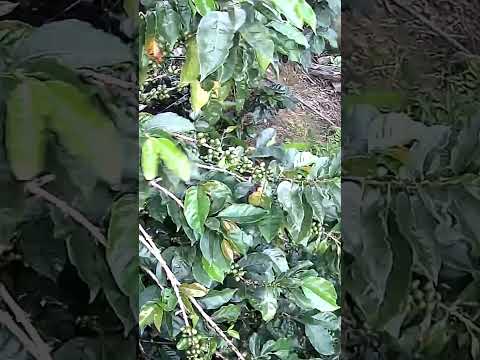 5 y 57 am ⌚ Toledo norte de Antioquia vereda Helechales