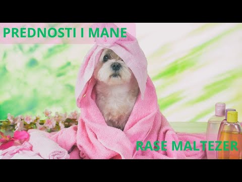 PREDNOSTI I MANE RASE MALTEZER/ DA LI JE MALTEZER PRAVI PAS ZA VAS