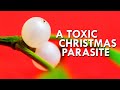 The Explosive, Poisonous, Parasitic Truth About Mistletoe