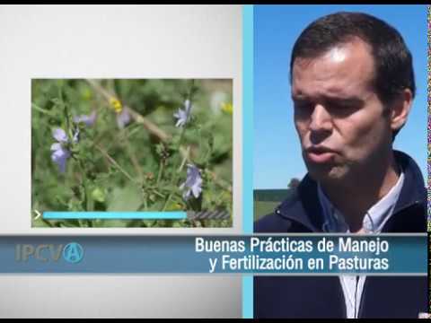 1981 - "Manejo de pasturas en Coronel Pringles", Kevin Leaden (10/01/2020)