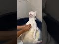Cat Status Video Viral Shorts Status Cat Funny Myau Viralshorts Animals Pet
